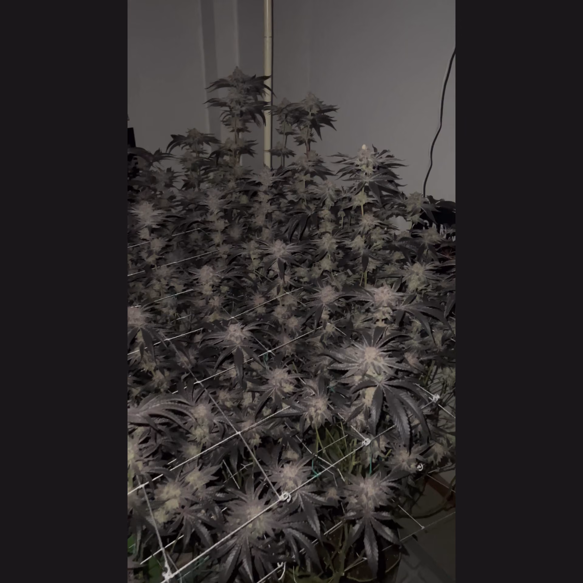 Cannabis Dispensary Cannabis Shop Nan logo