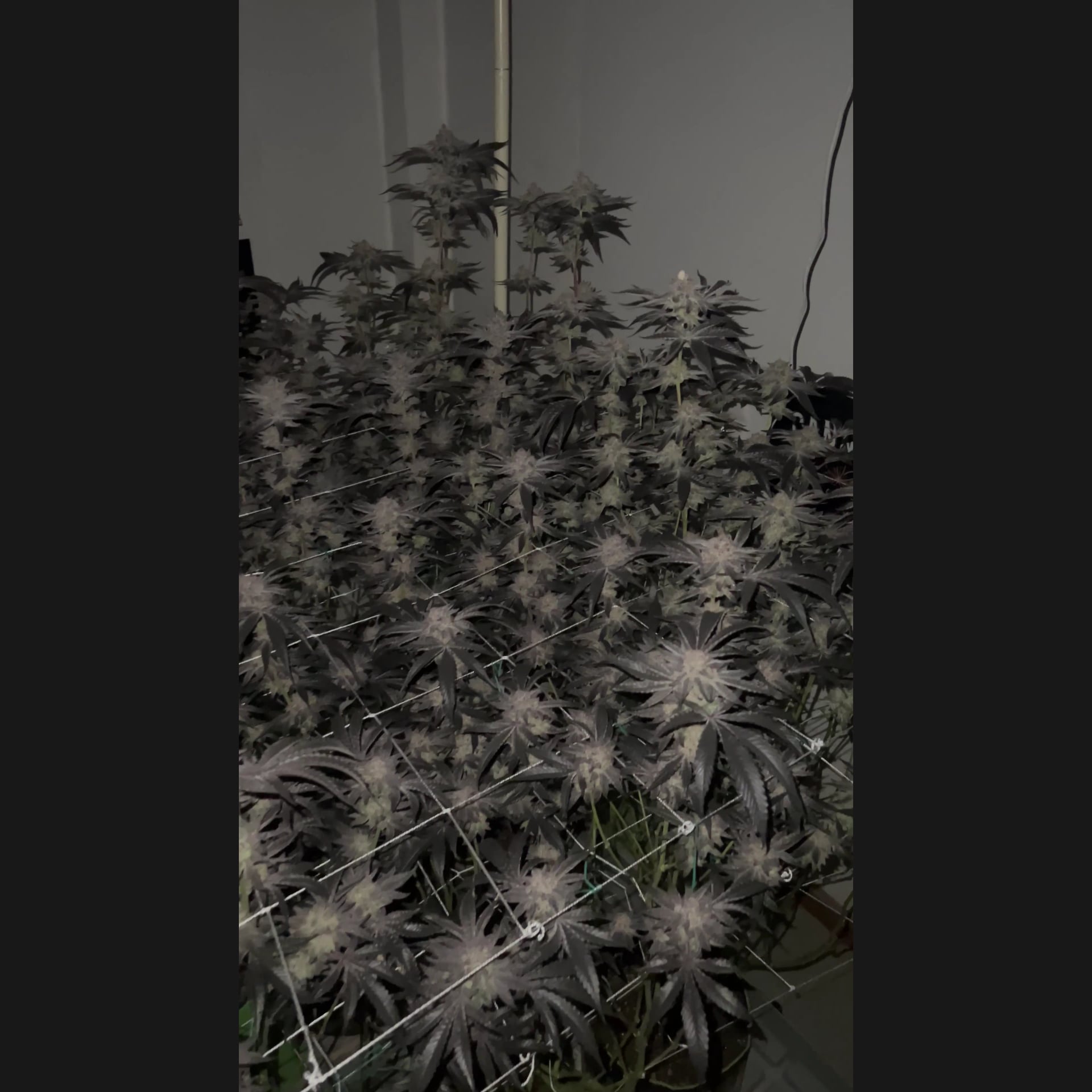 Cannabis Dispensary Cannabis Shop Nan in Nan logo