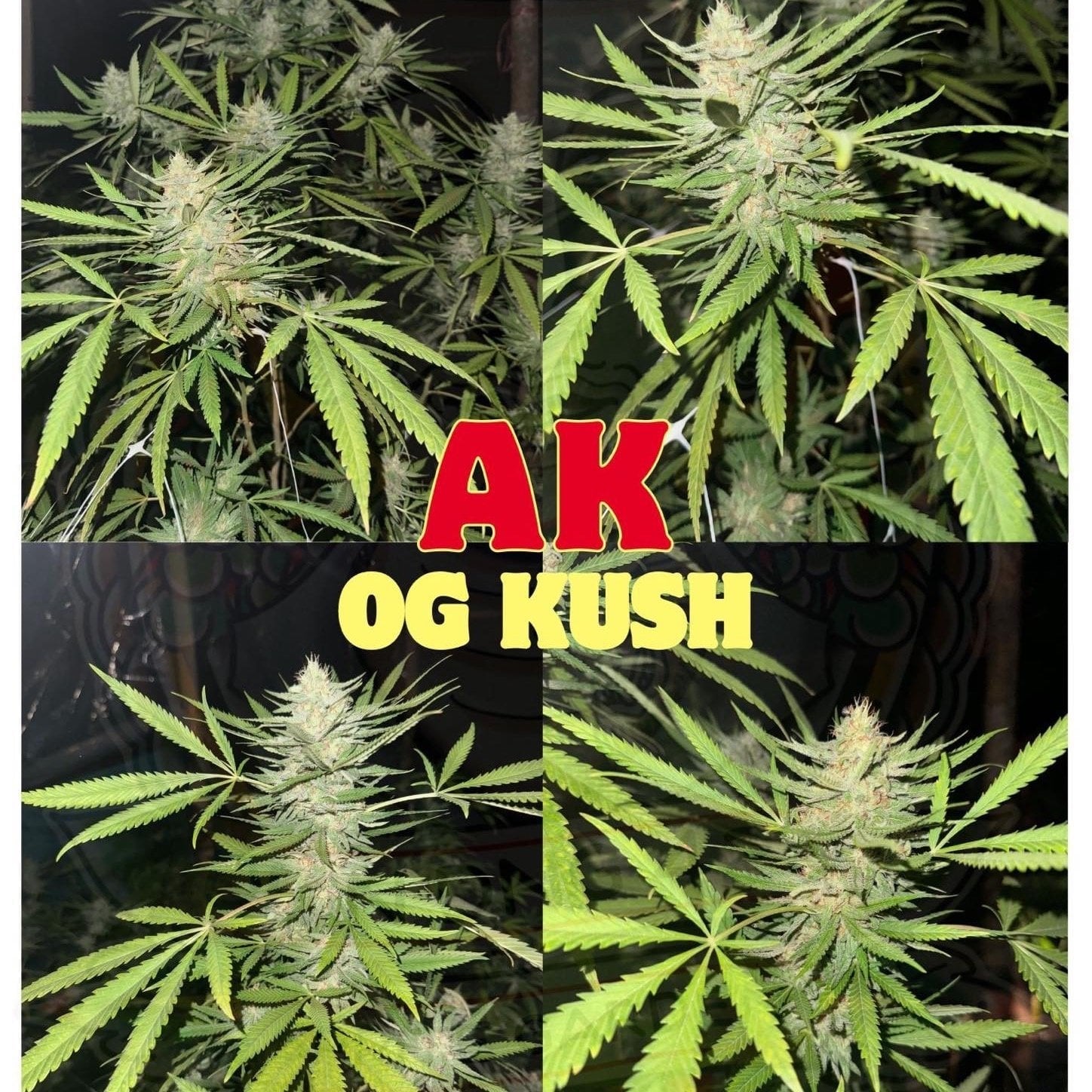 420