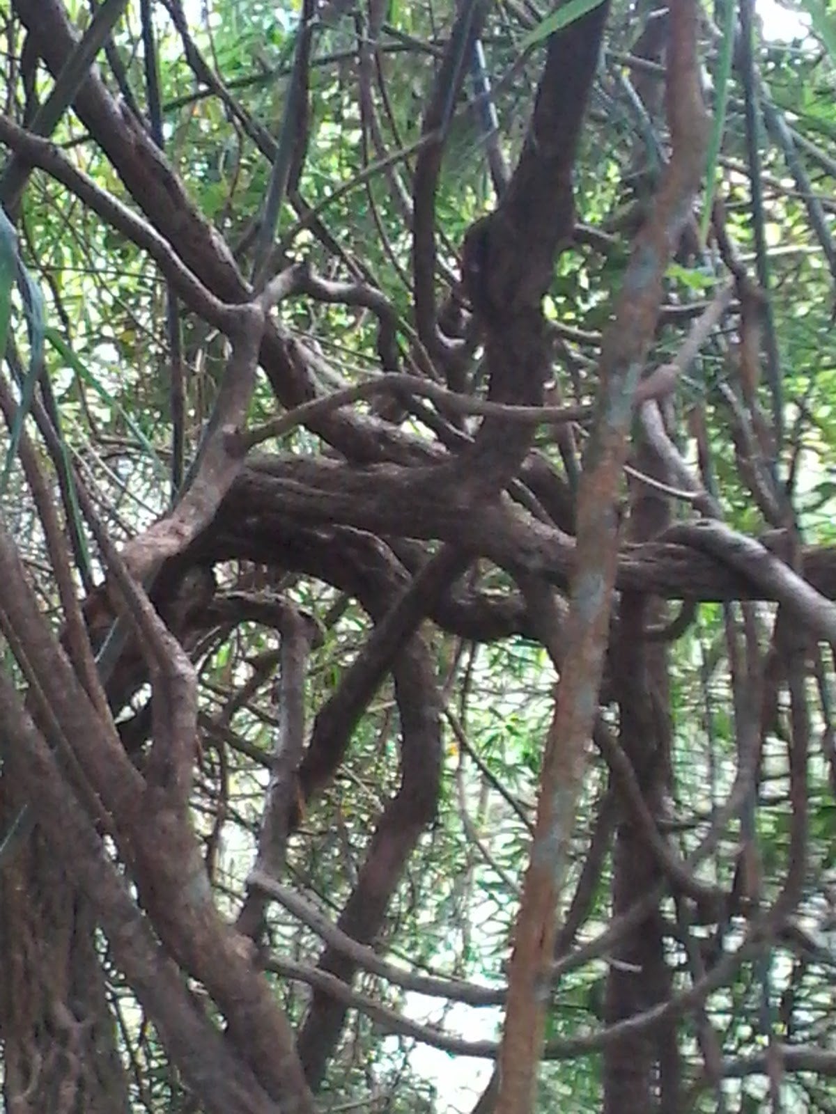 Weed In Wood