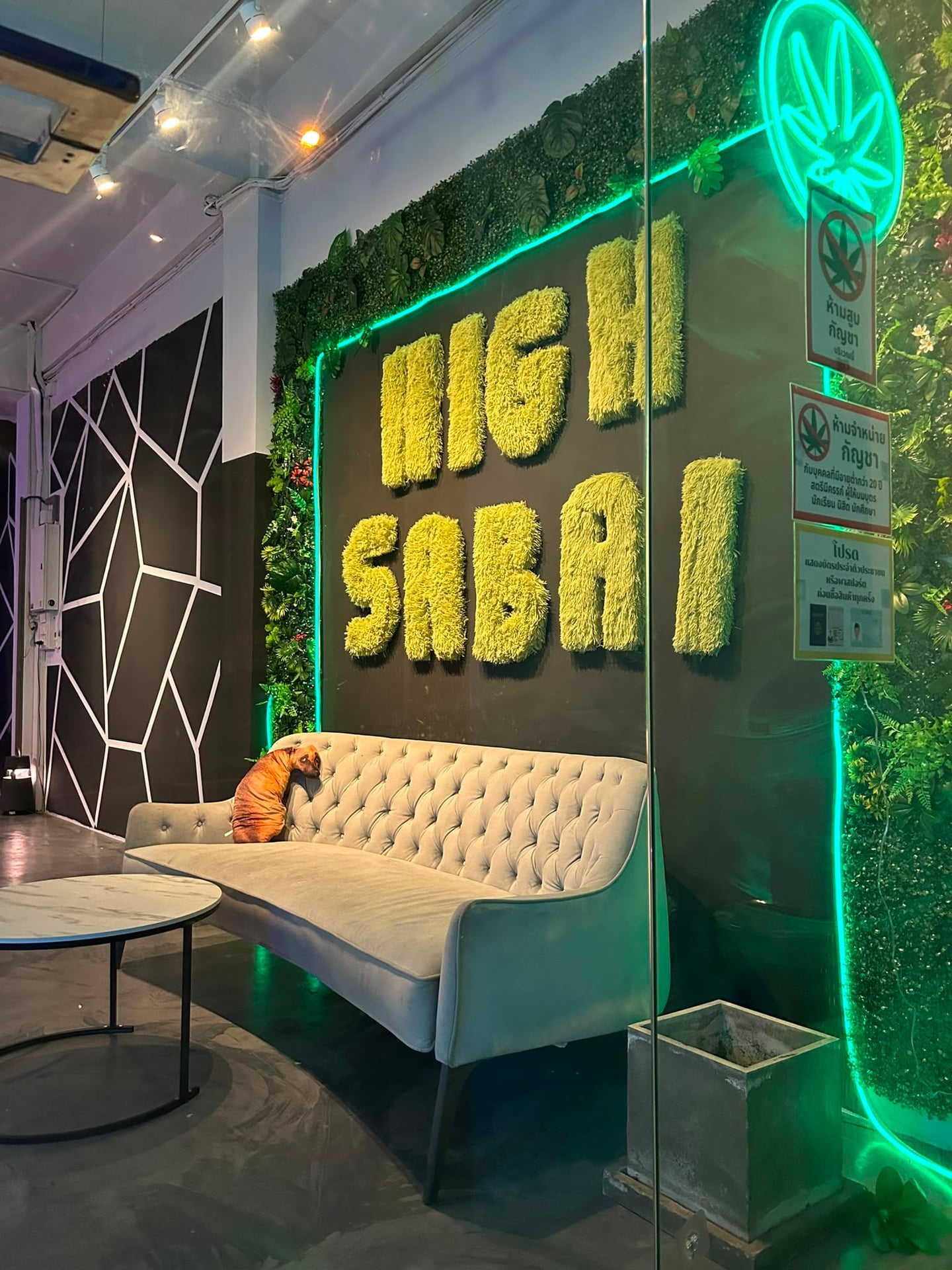 Purple Light & Weed Shop & Jomtien Weed