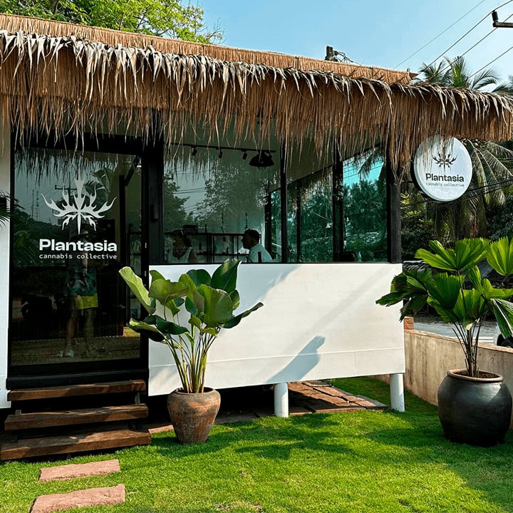 Plantasia Cannabis