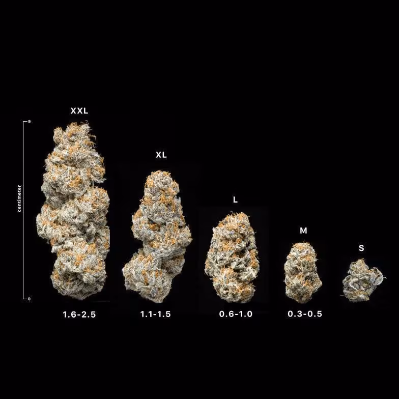 Dispensário de canábis Green Sons Top Bud's Farm em Bangkok logótipo