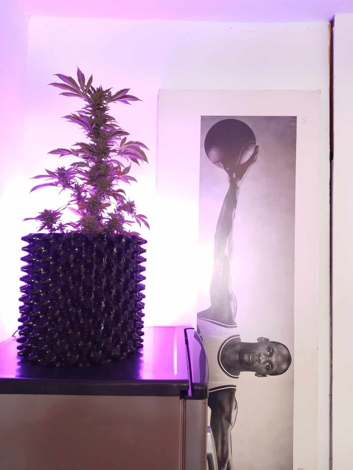 Weed House
