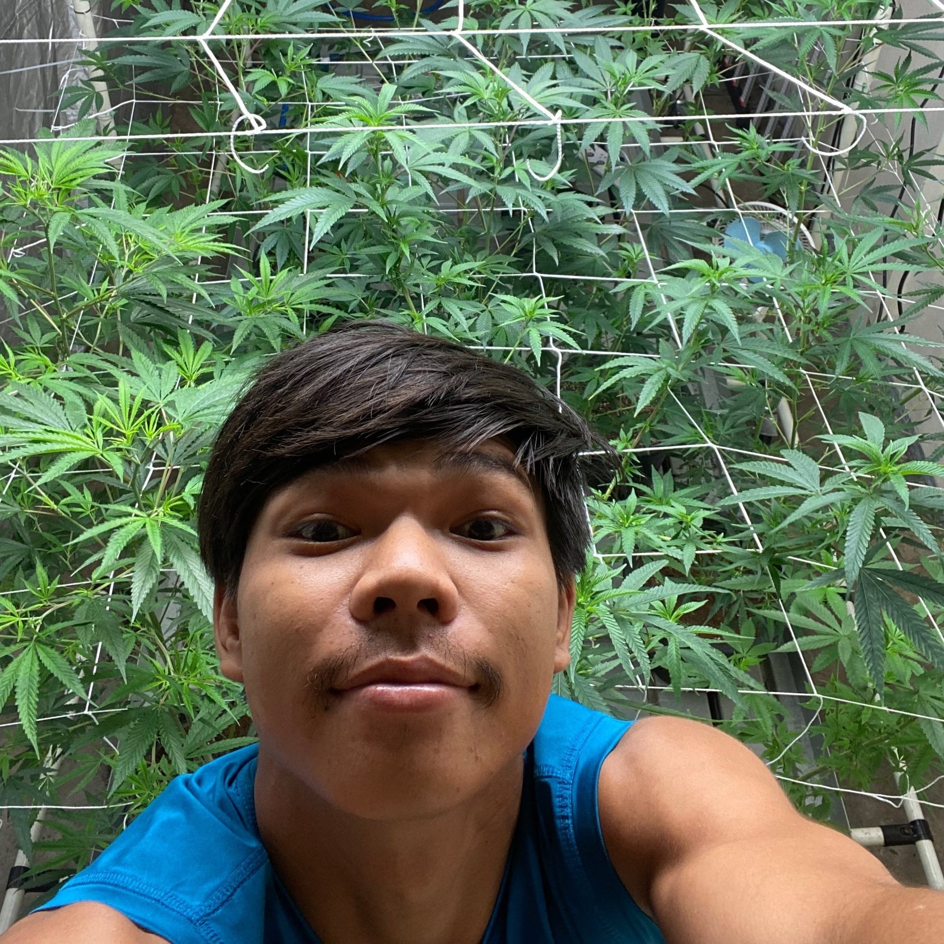 Noricannabisway