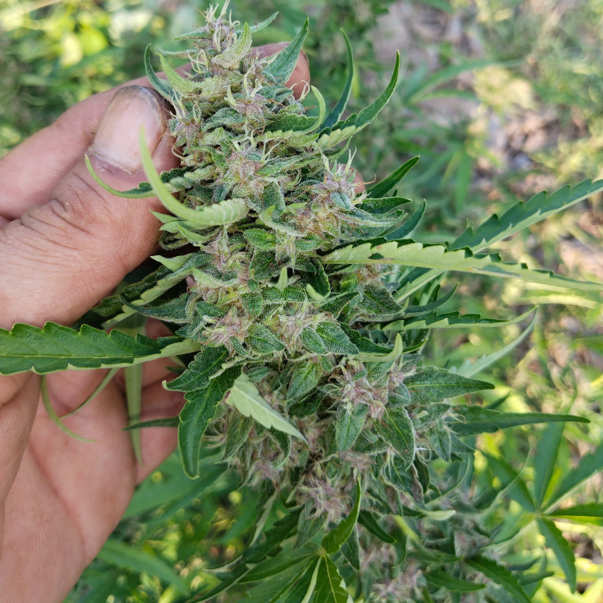 Shop Ganja