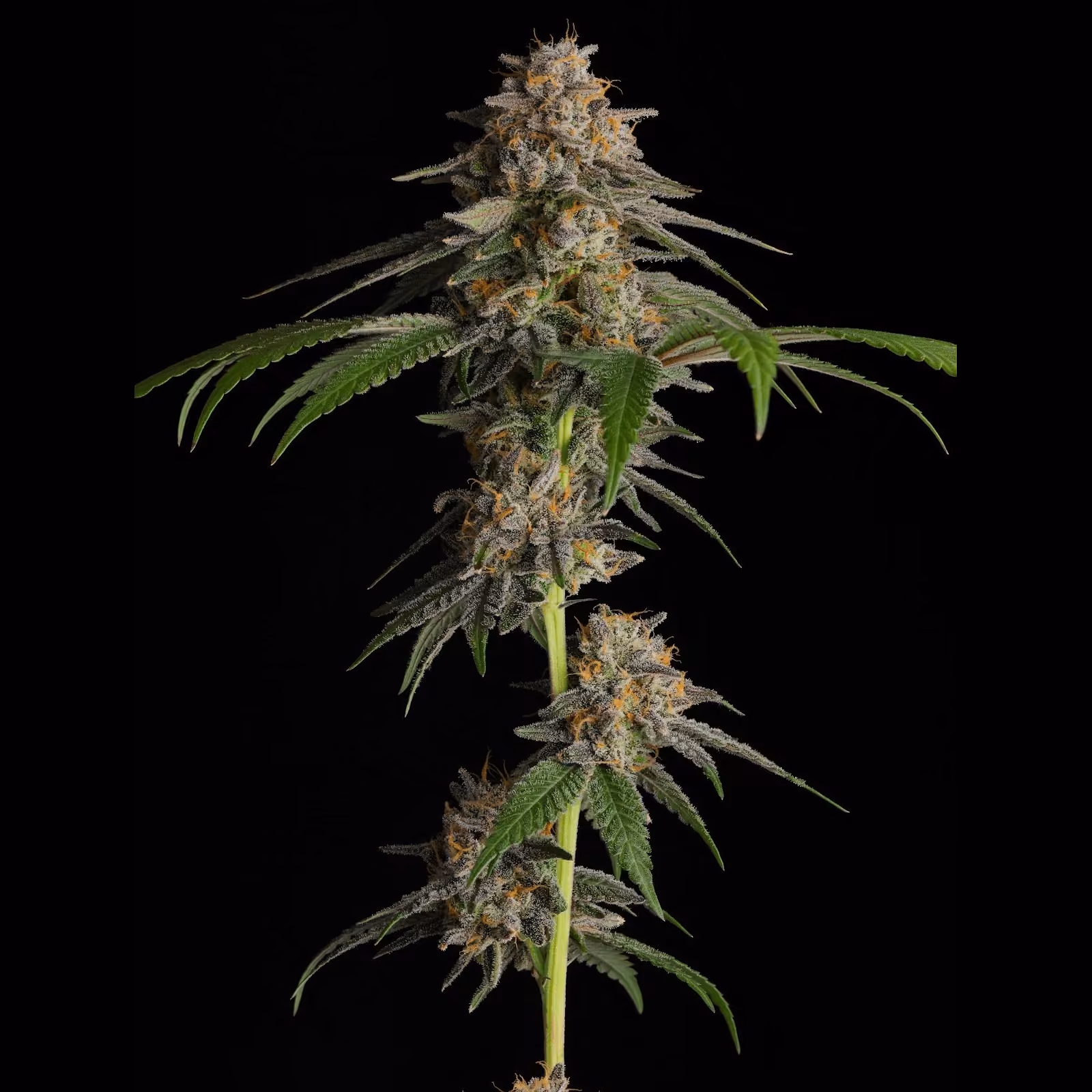 Cannabis-Shop Avanweed X Rich Garden Logo