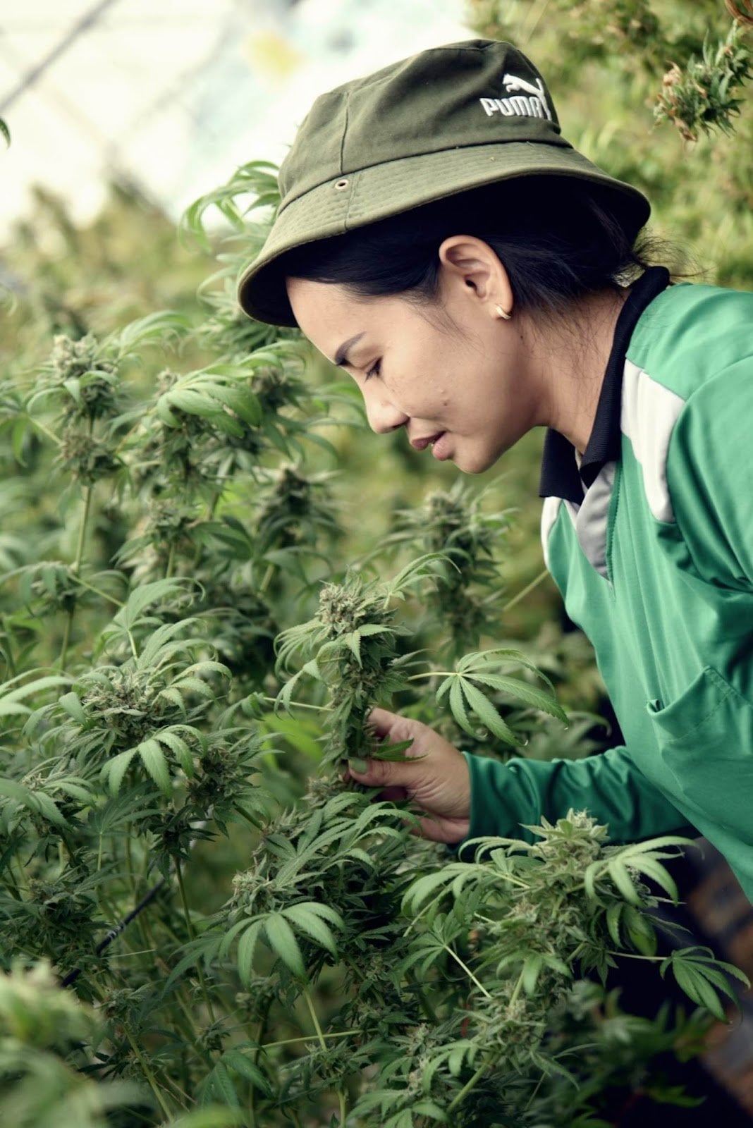 Chiang Dao Cannabis Farm