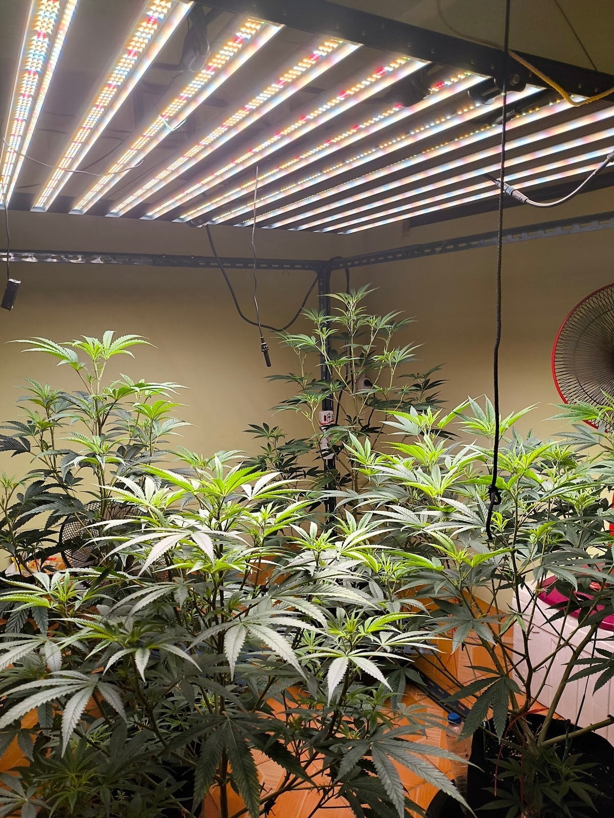 Cannabis Shop By Cat Demon Farm