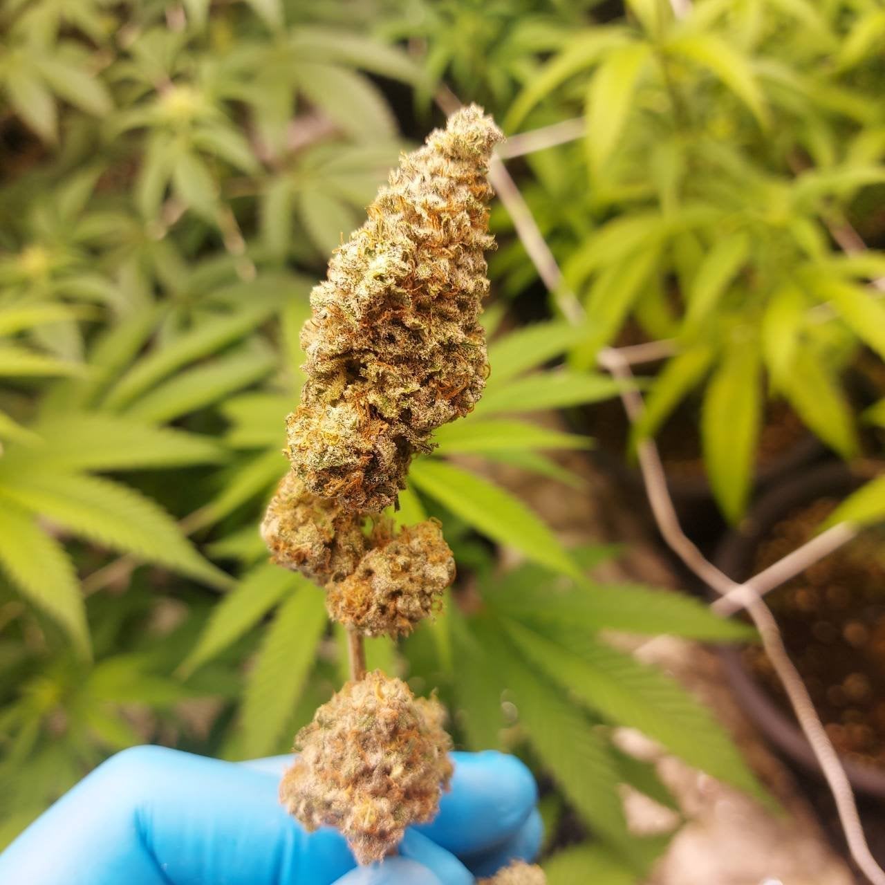 Heaven Og 420Th