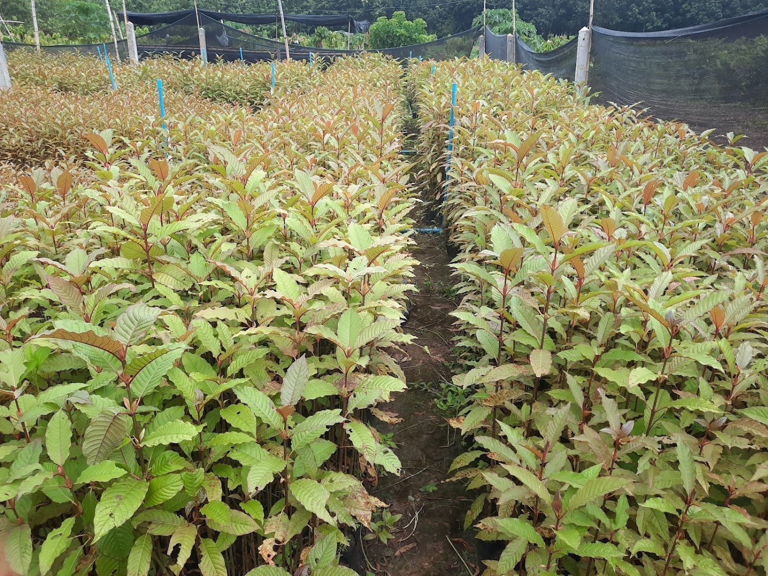 Khawphod Farm