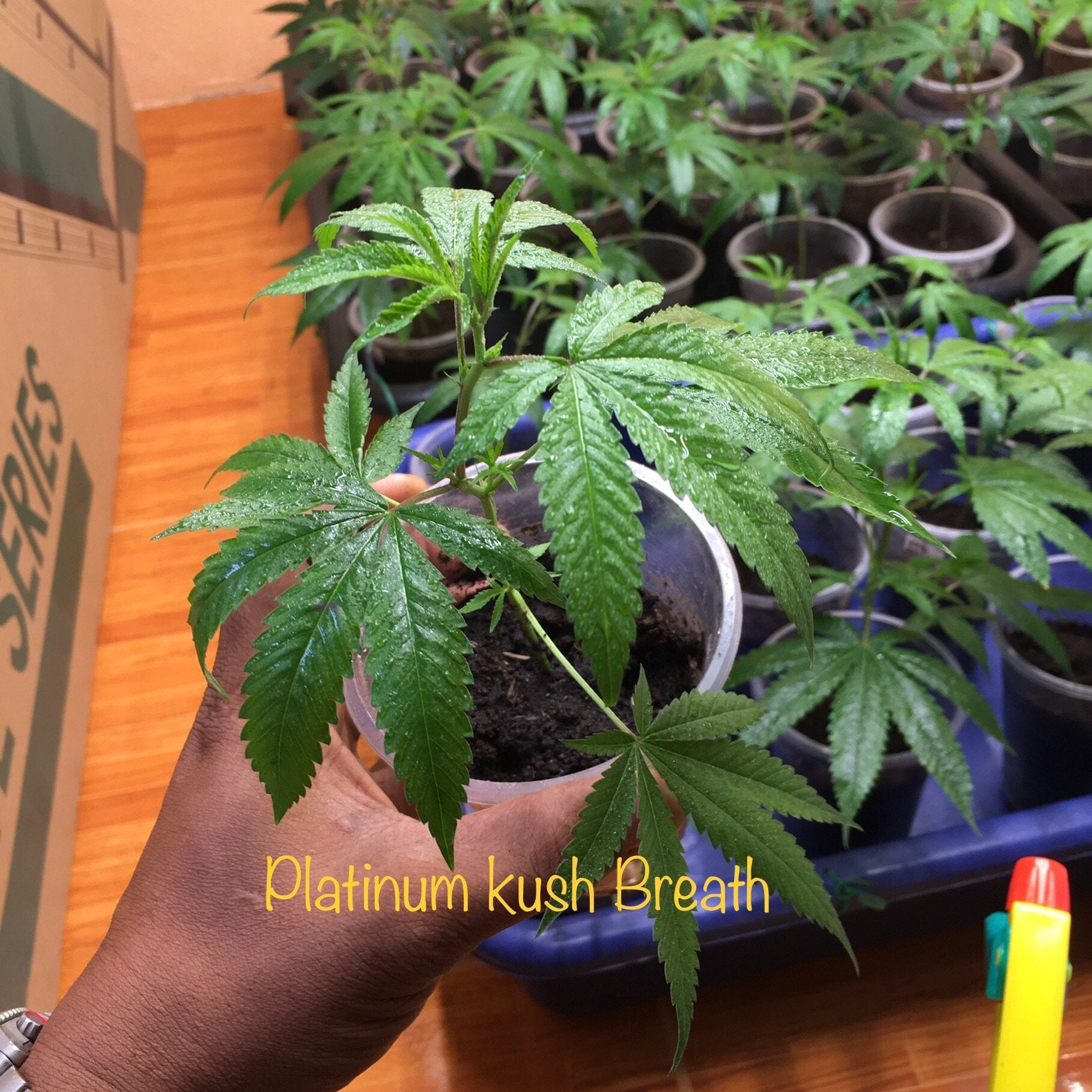 TPMcannabis420farm