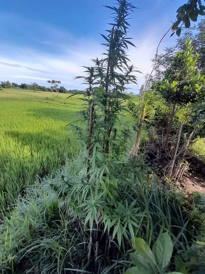 OG Grower Auto-Photo