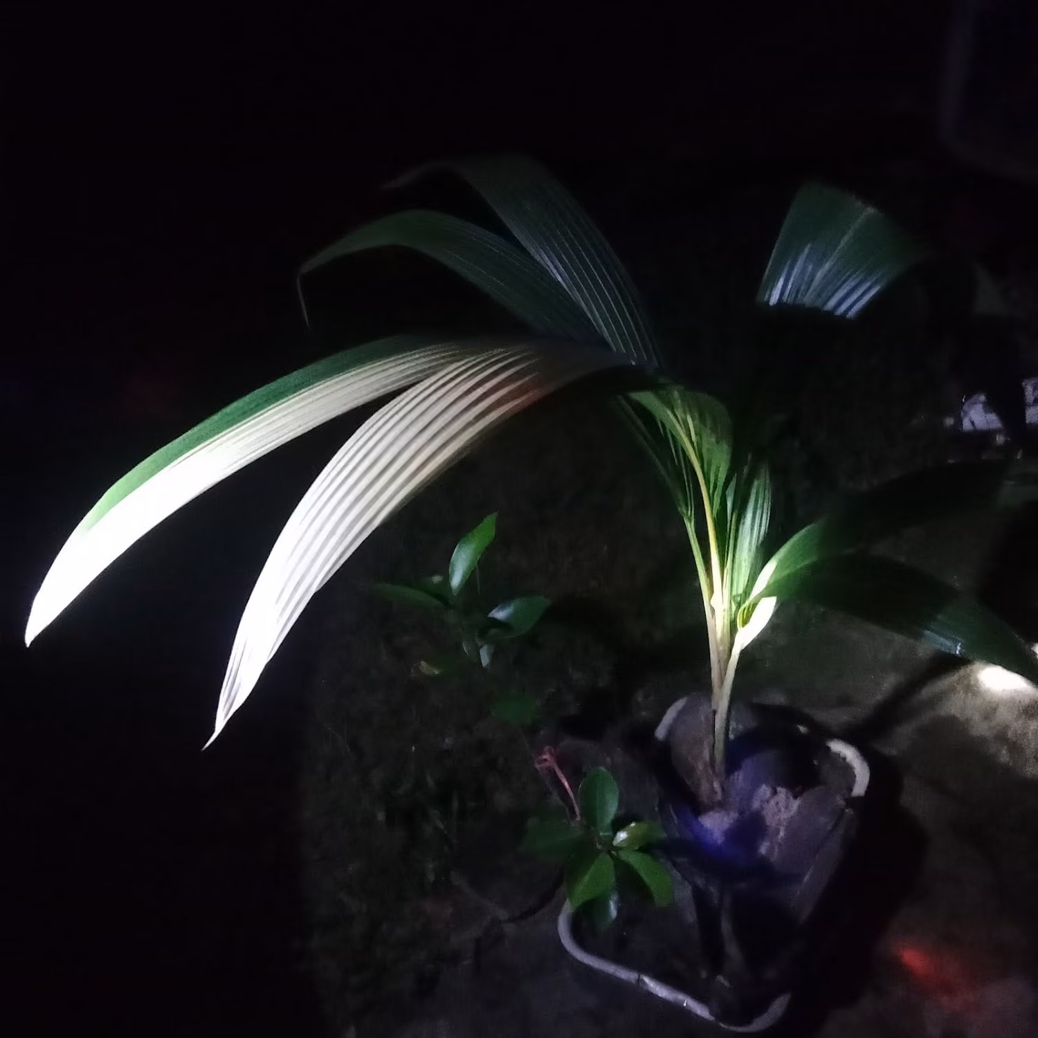 Cannabis Dispensary CannabisShop Chumphon Cannabis logo