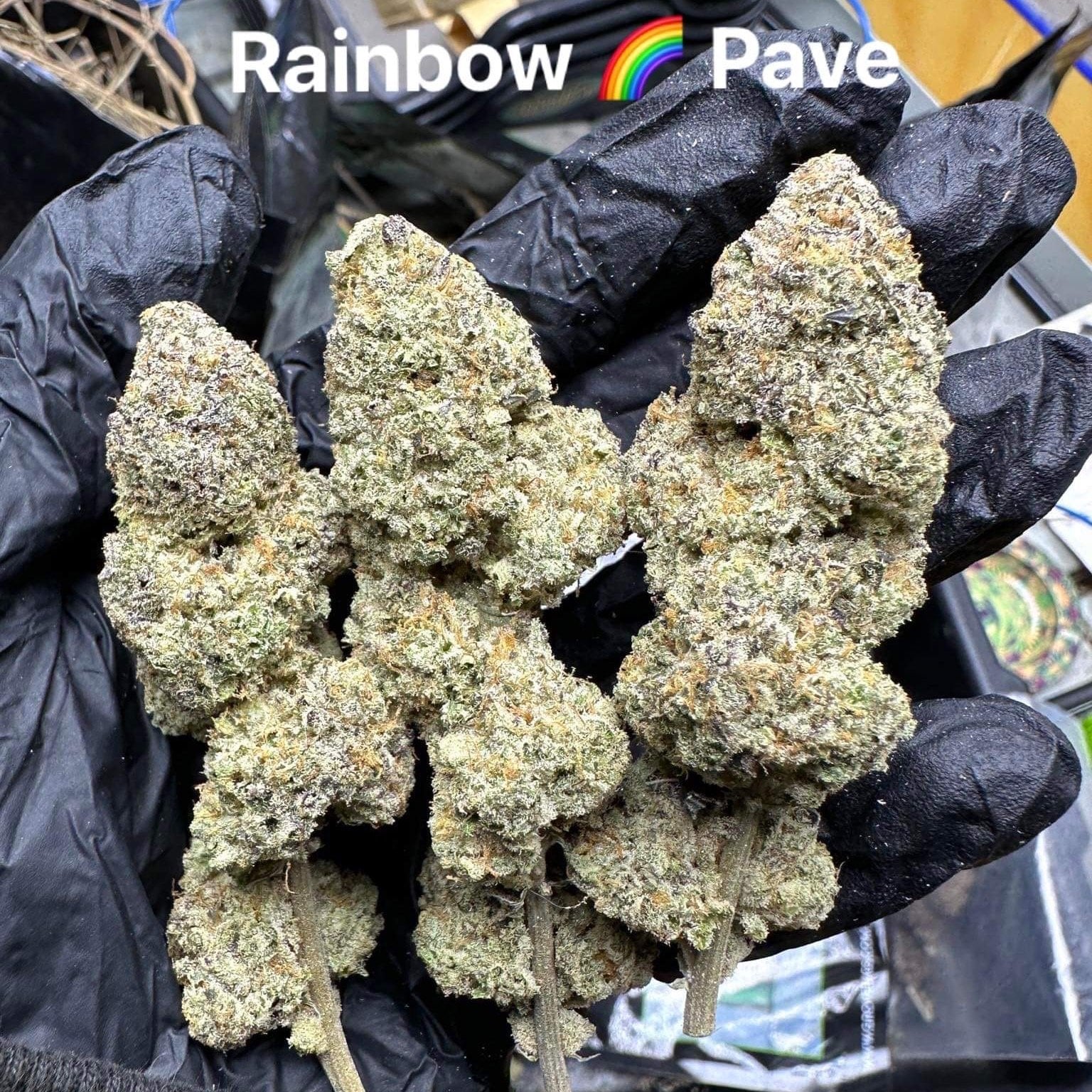 Cannabis Surat