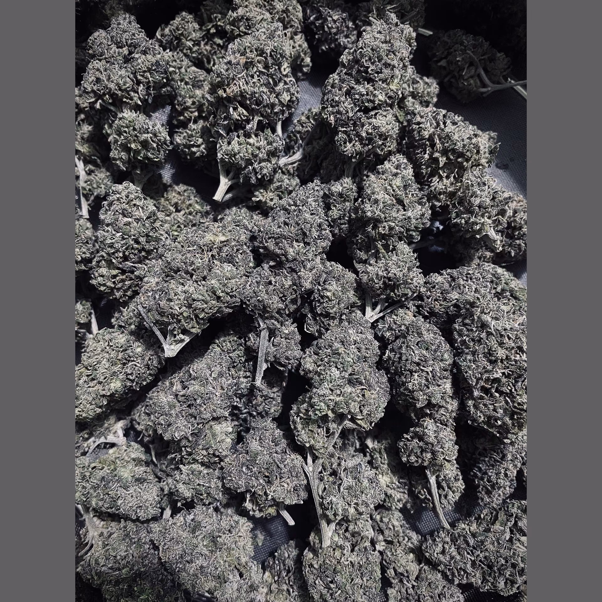 Cannabis Dispensary Konguneng.undergrow420 logo
