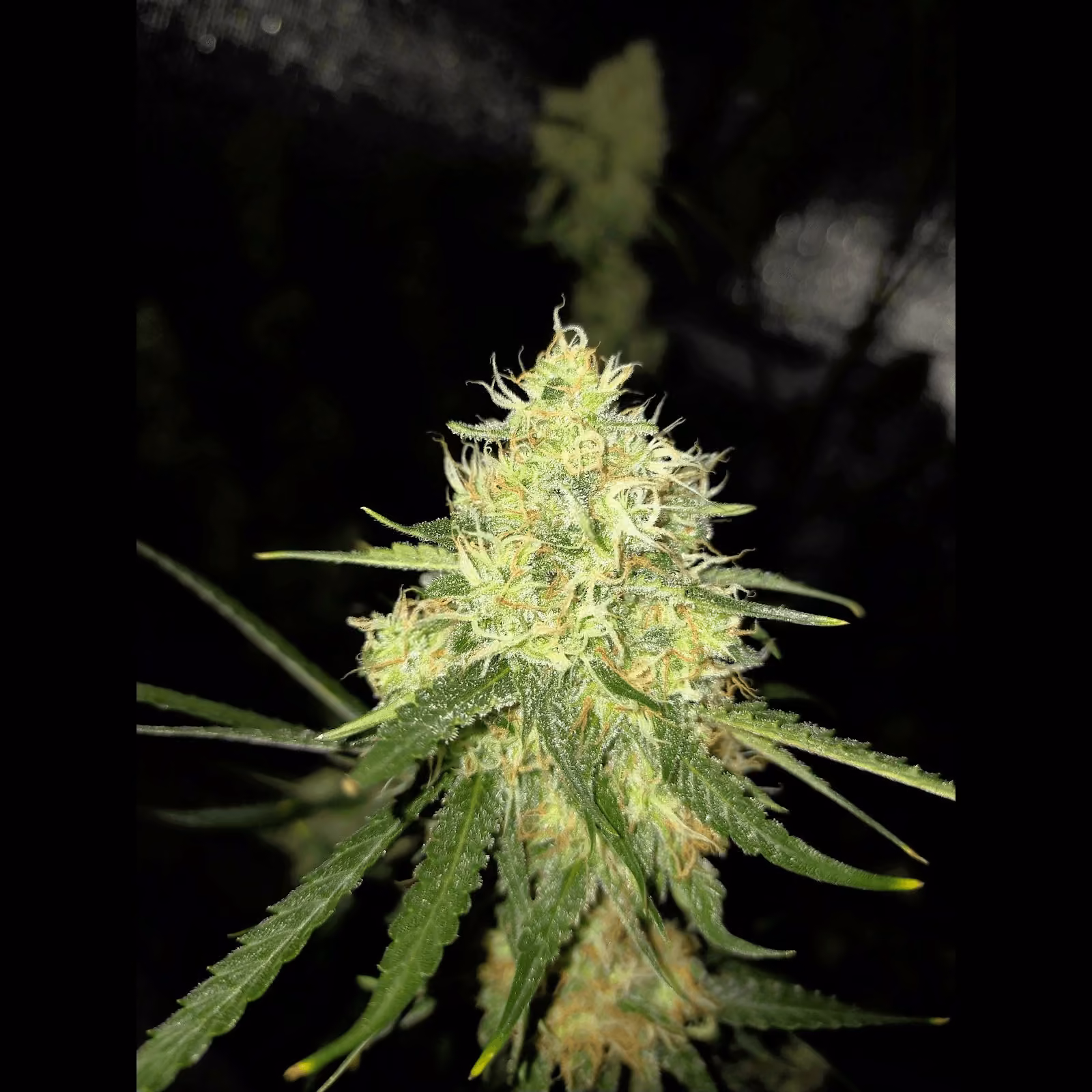 Cannabis Dispensary G.Autoseeds in Udon Thani logo
