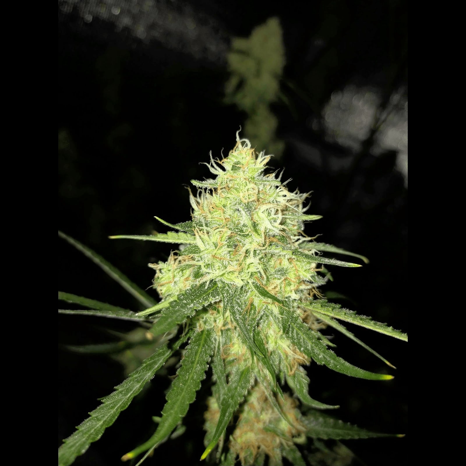 Cannabis Dispensary G.Autoseeds in Udon Thani logo
