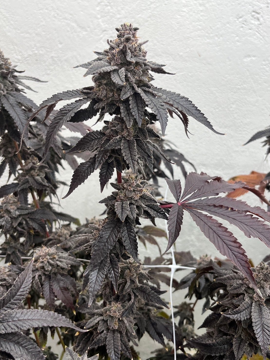 I Smoke Flower
