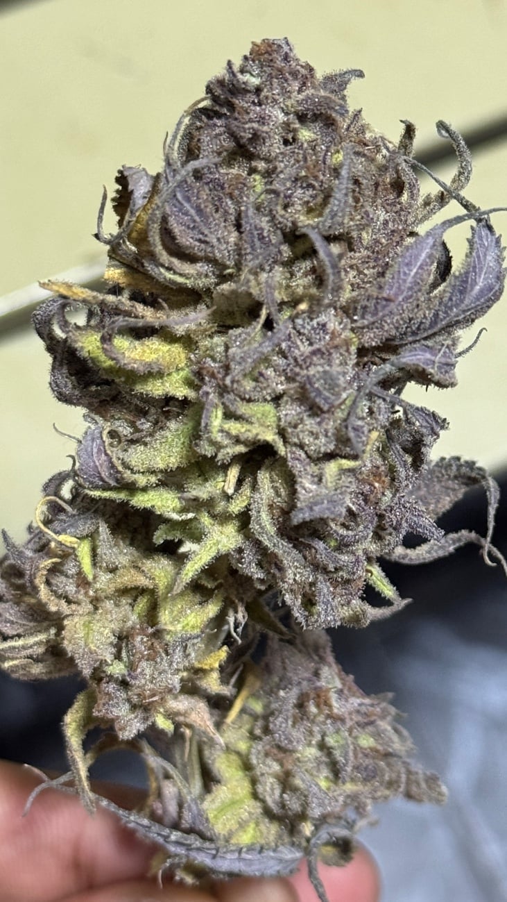 Nonpad Cannabis By.Twin Farm OG