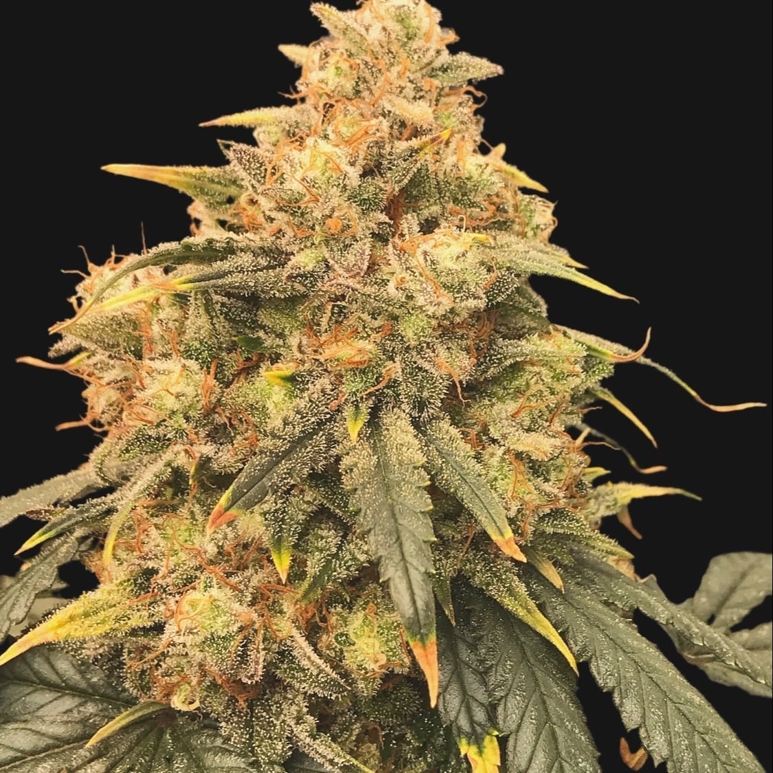 I Smoke Flower