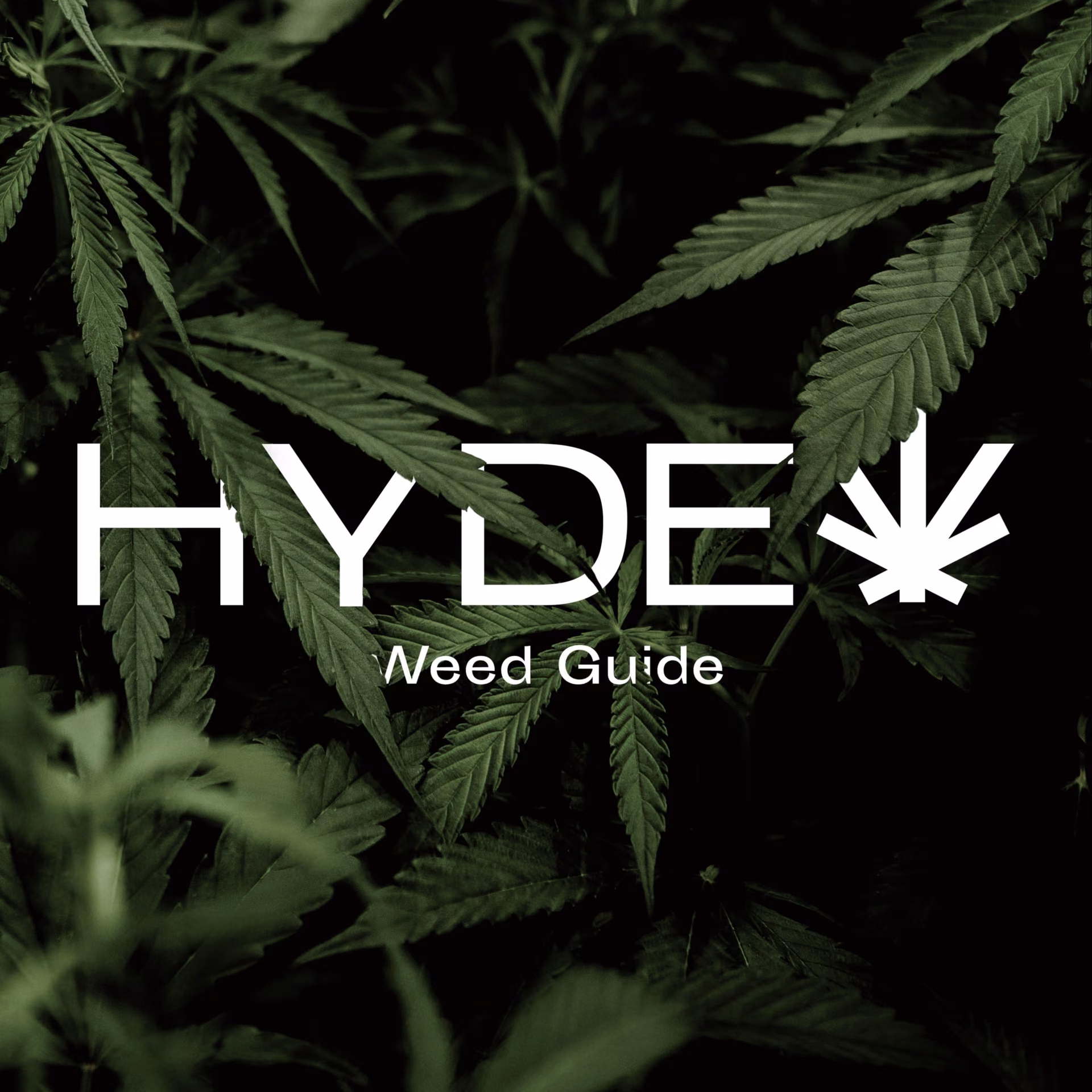Cannabis Dispensary Hyde in Phuket logo