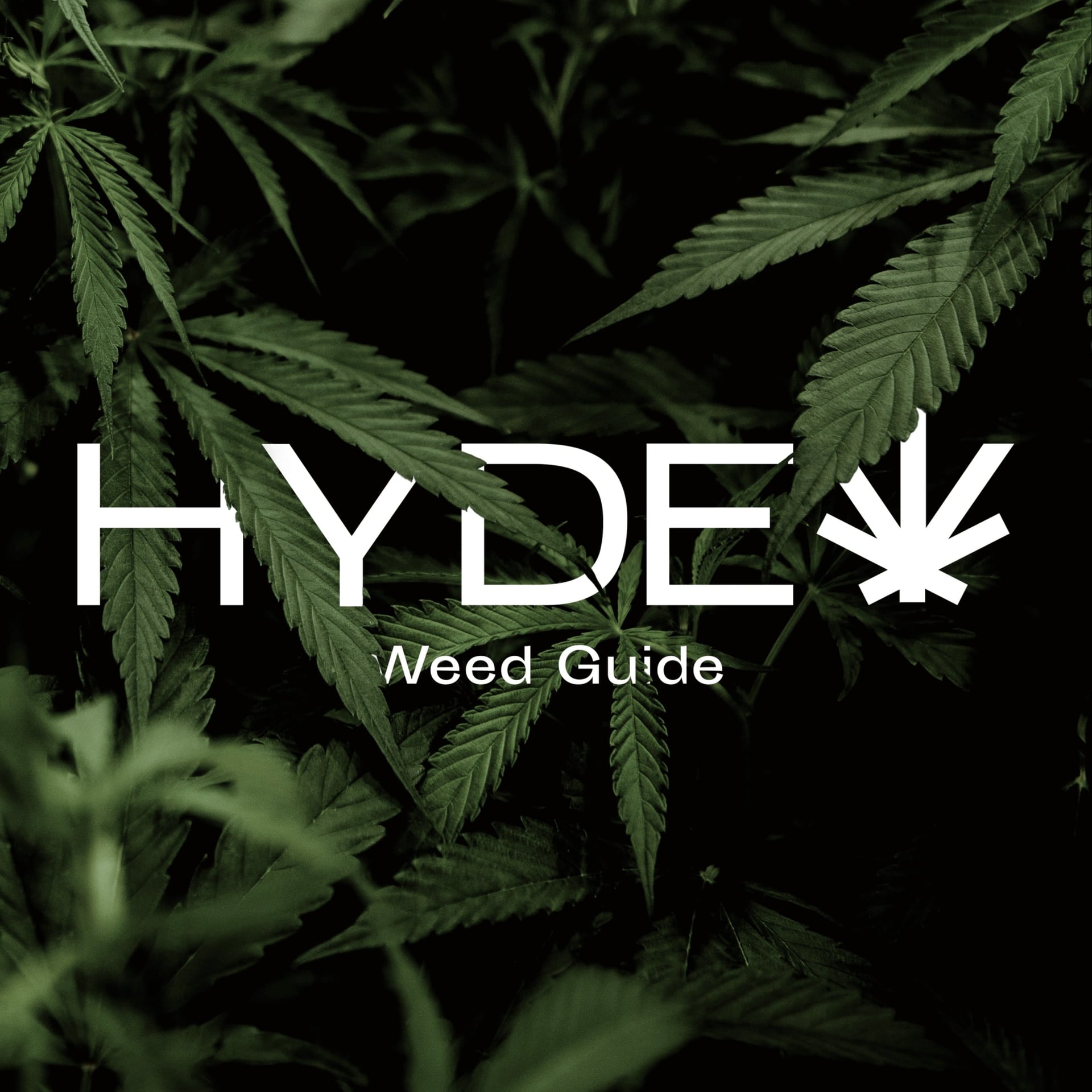 Cannabis Dispensary Hyde in Phuket logo