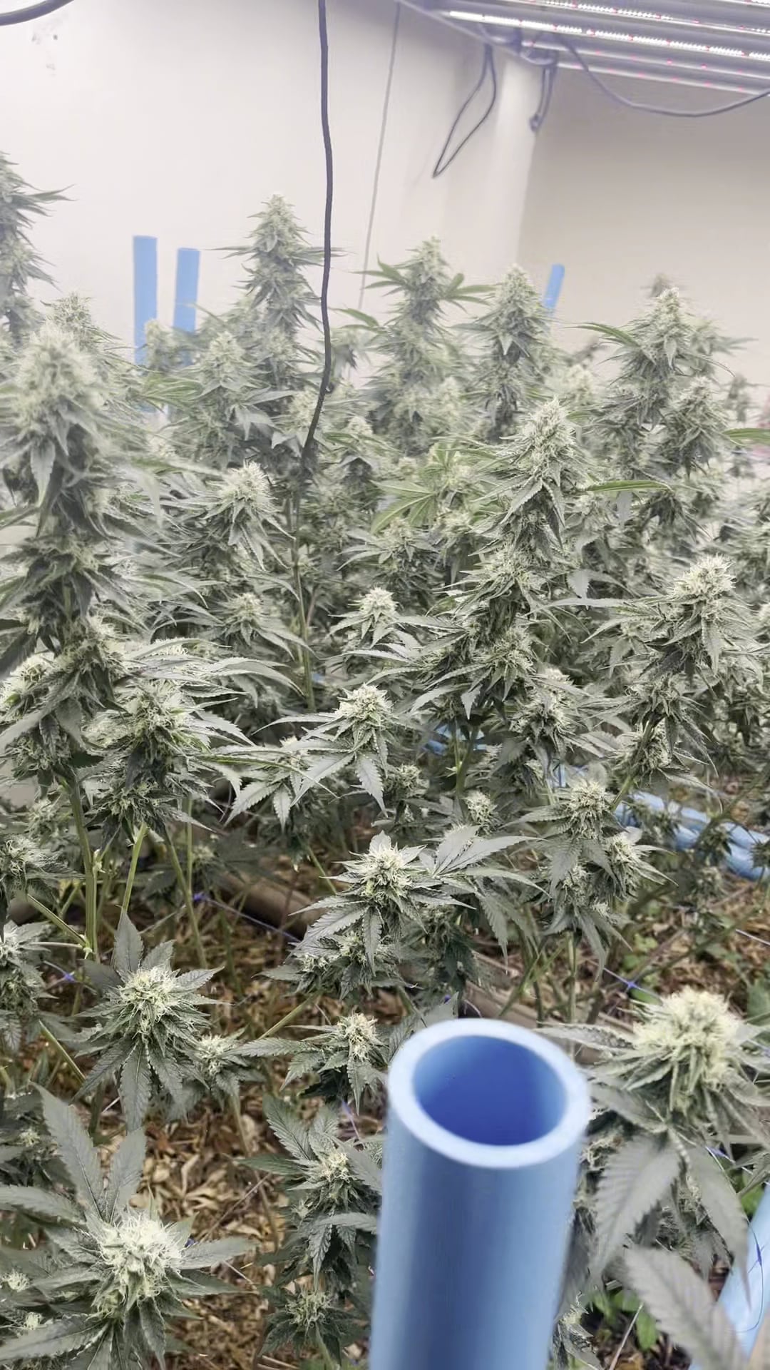 Space Farm San Kamphaeng - Weed Shop Cannabis Dispensary C A Hàng C N Sa