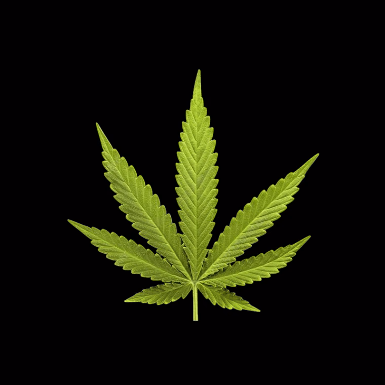 Cannabis Dispensary Puff Pass Pattaya in Pattaya logo