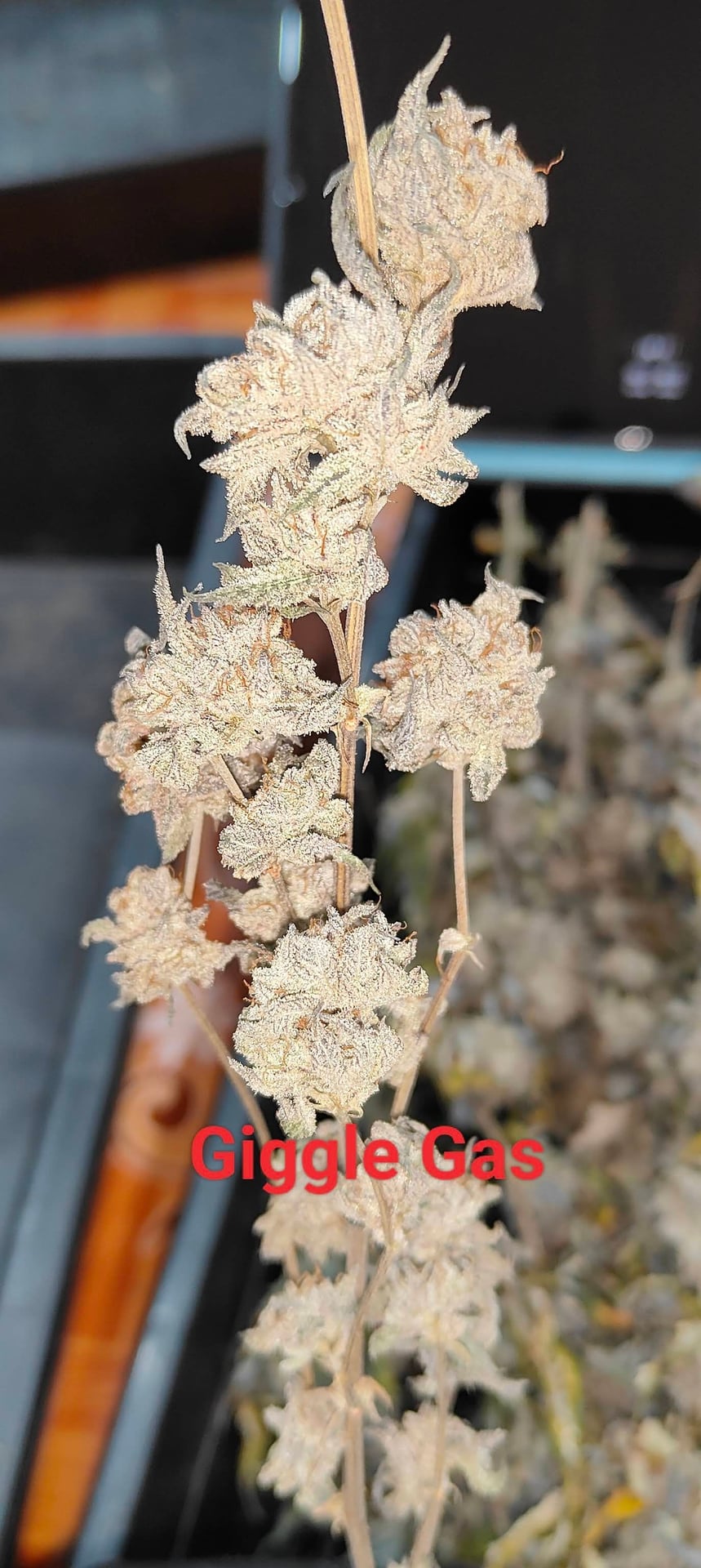 Faed-Nrk Cannabis Farmer
