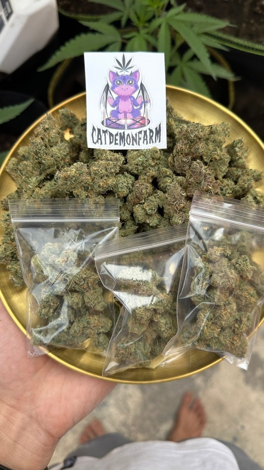 Cannabis Shop By Cat Demon Farm