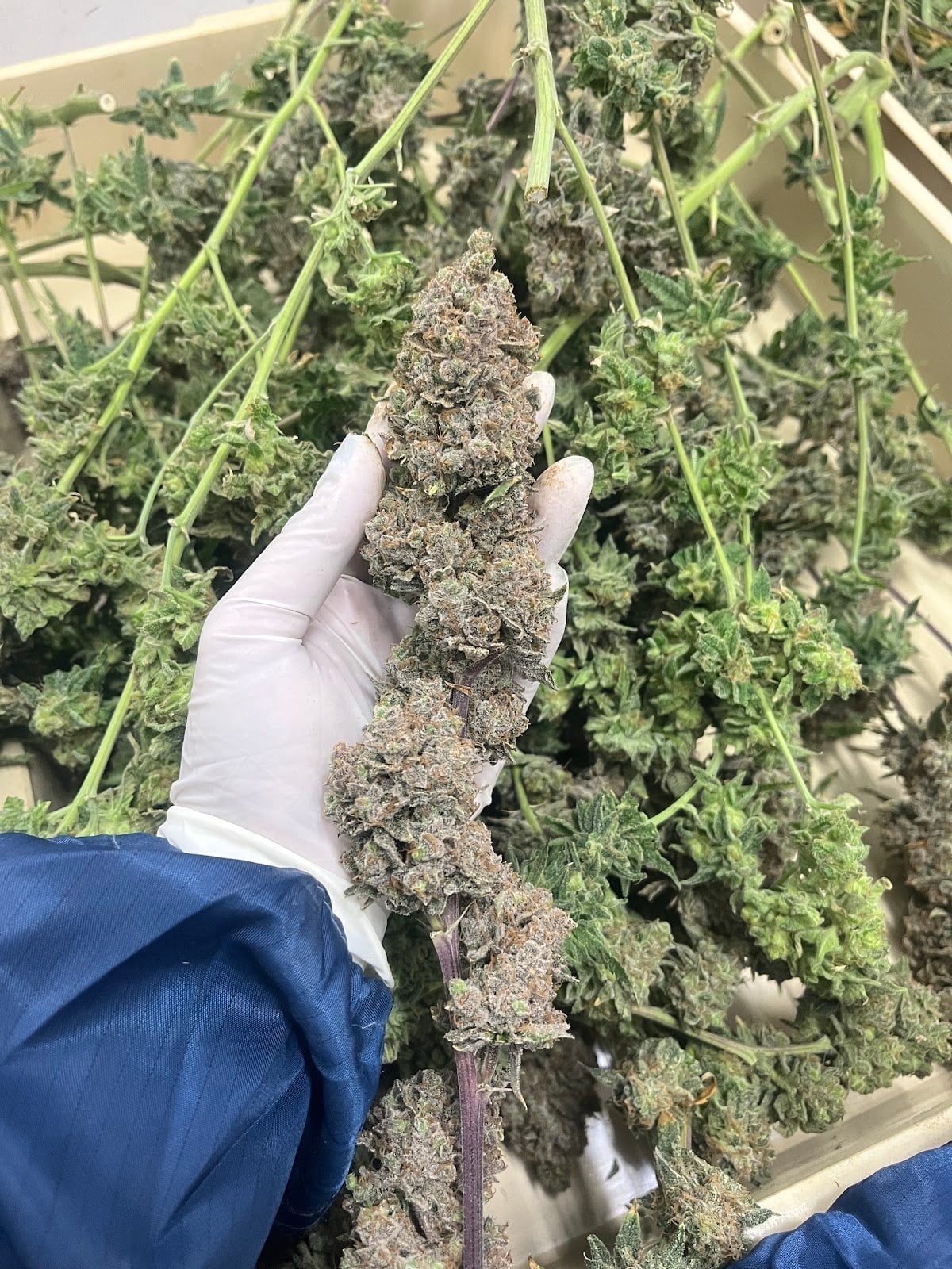 Hydroponic Cannabis Weed)