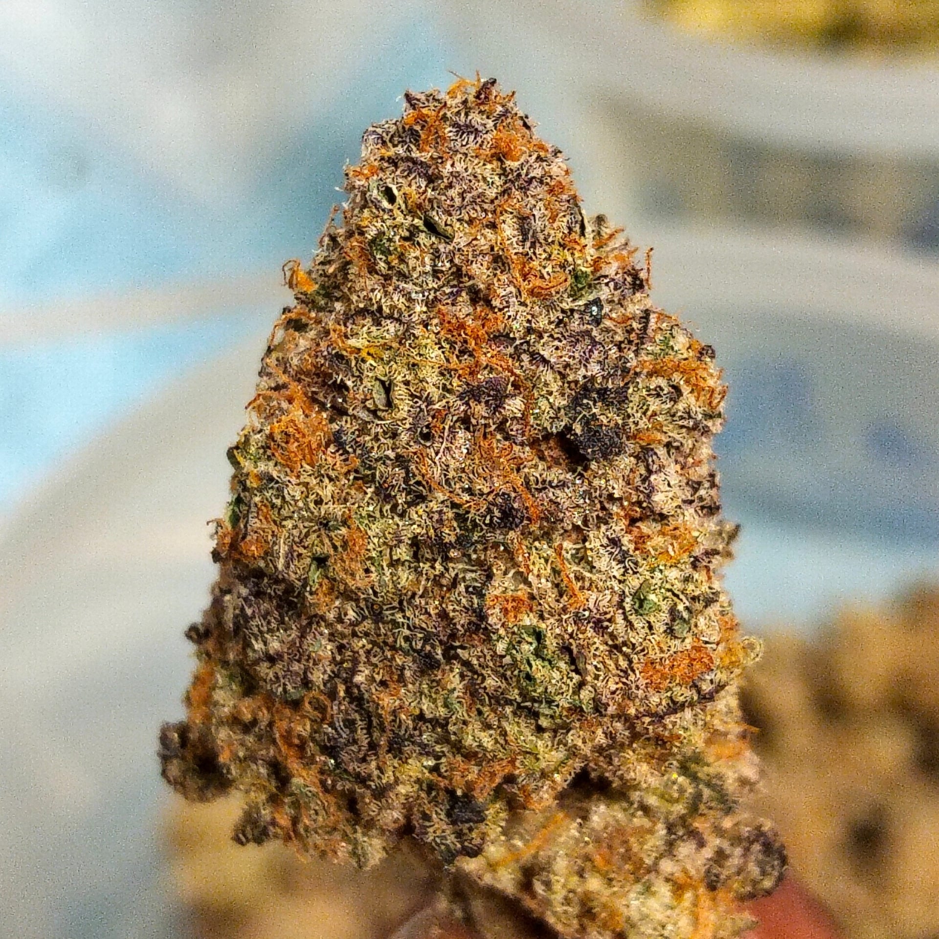 TPMcannabis420farm