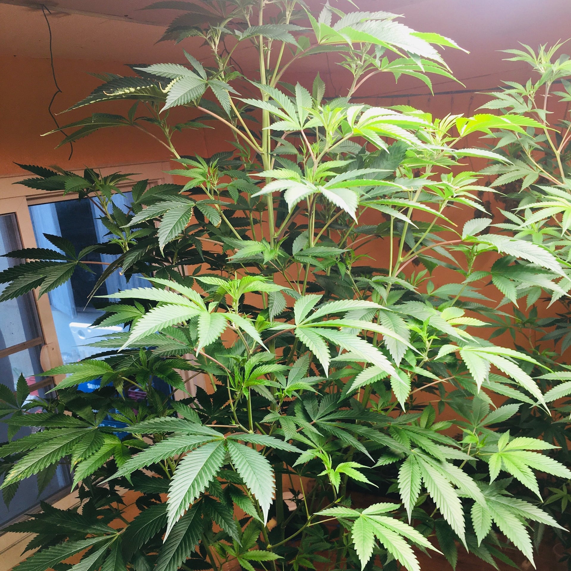 TPMcannabis420farm