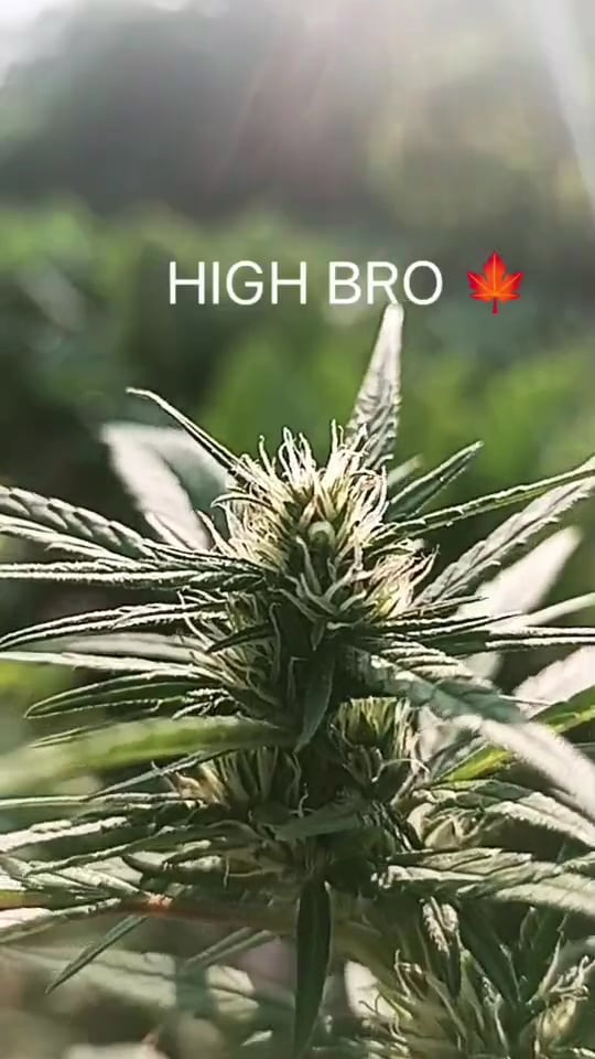 High-Bro
