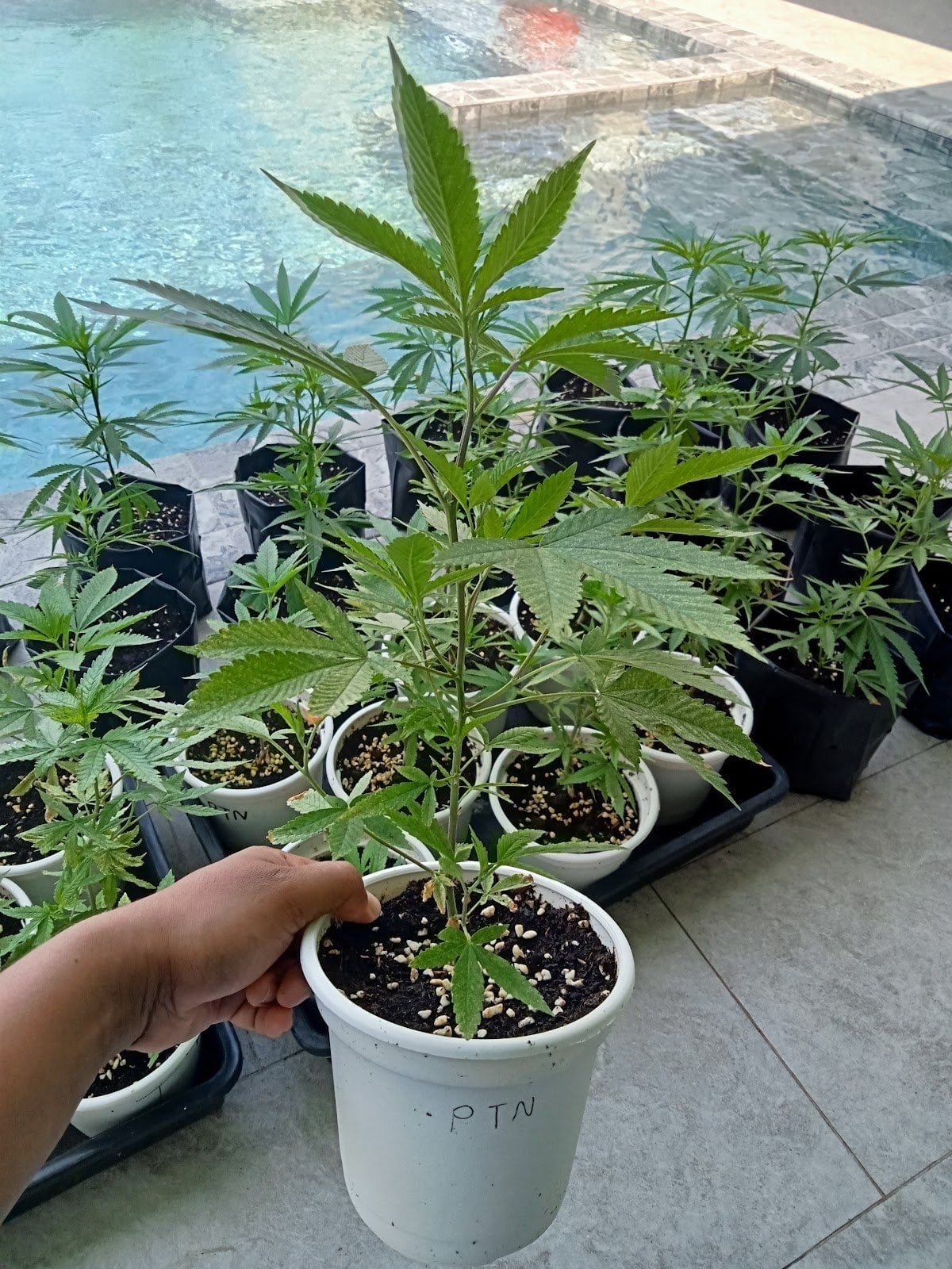 Happy Cannabis Farm