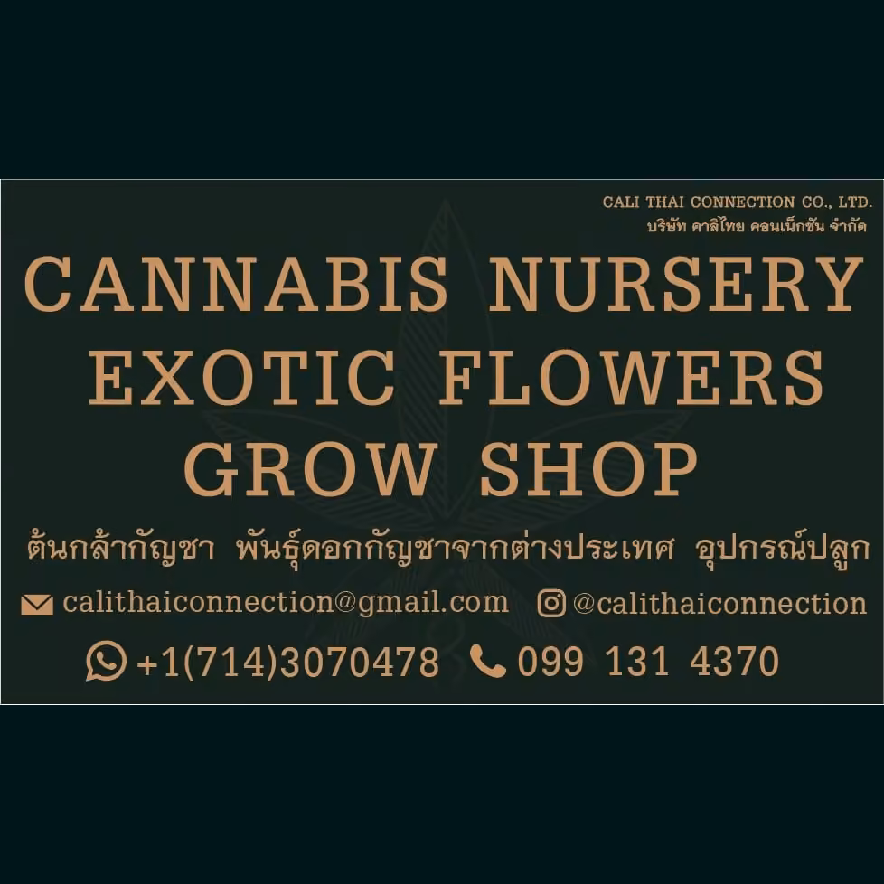 Cannabis Dispensary CaliThaiConnection in Phuket logo