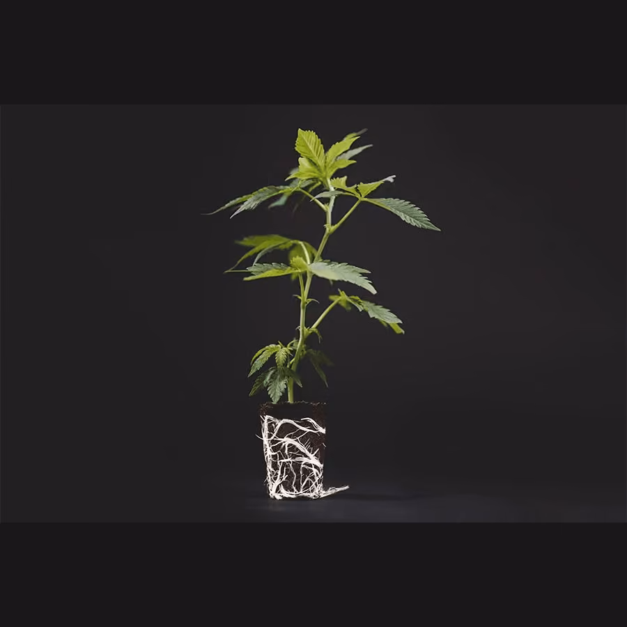대마초 매장 Siam-cuttings 로고