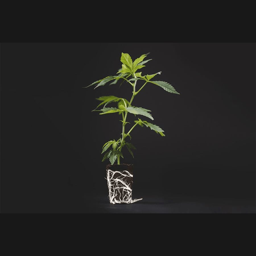대마초 매장 Siam-cuttings 로고