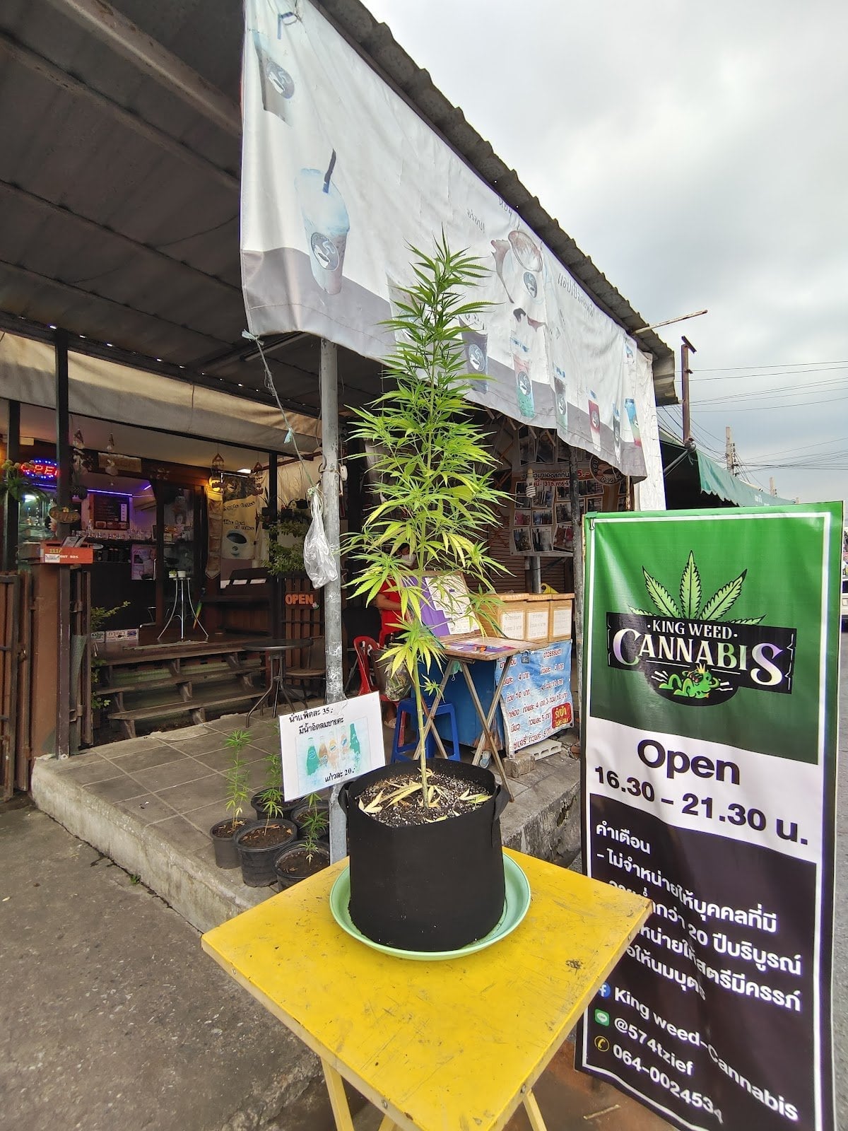 King Weeds-cannabis