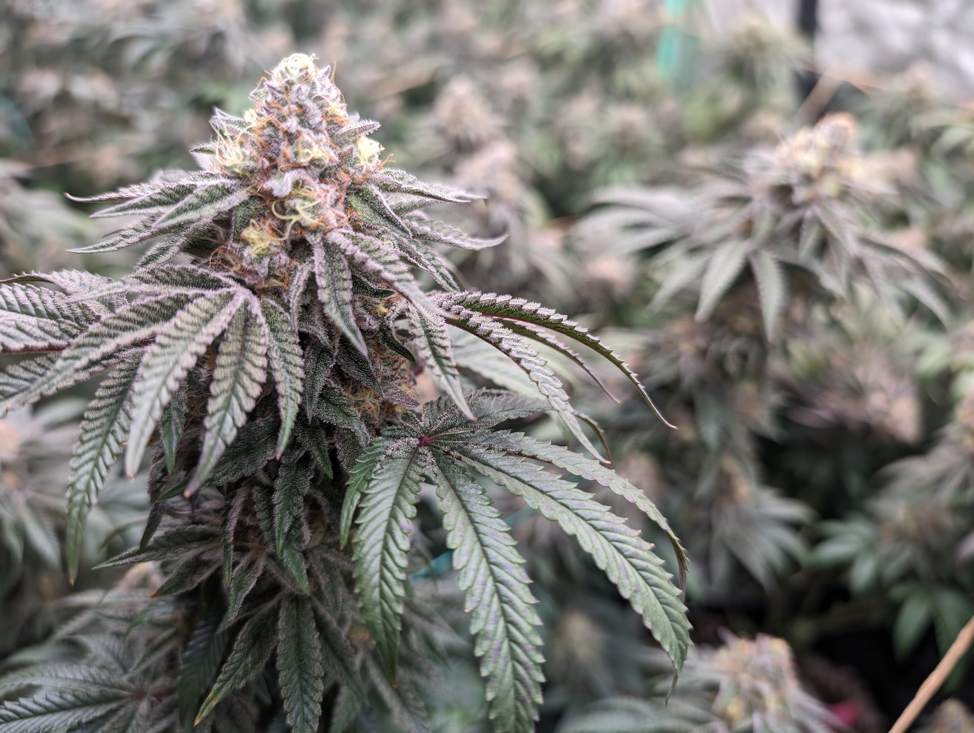 MikeBuds