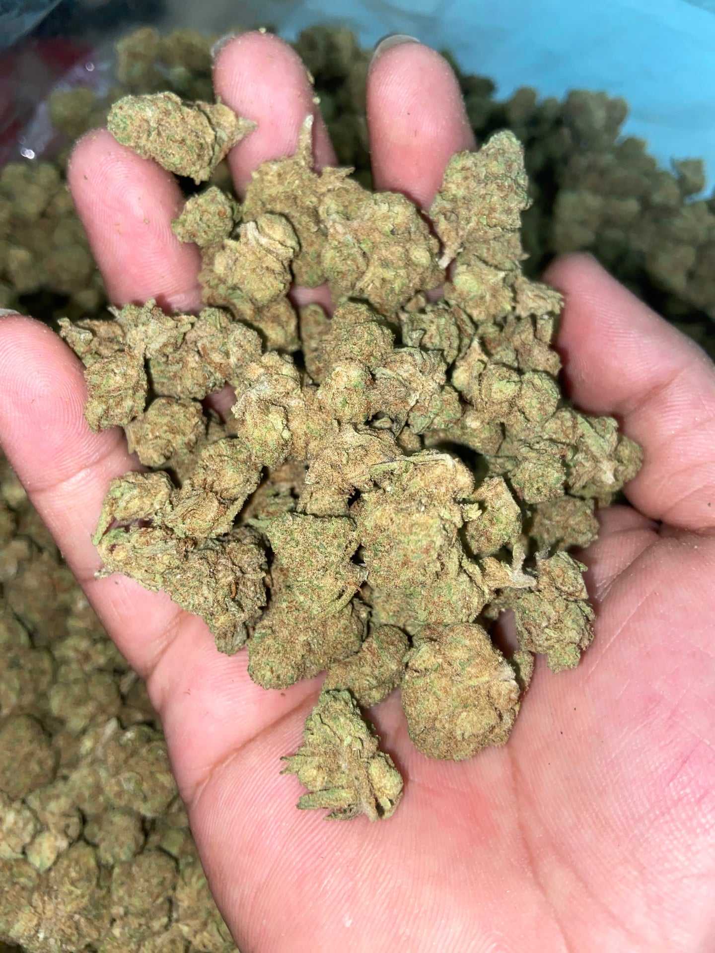 Santisukh Cannabis.