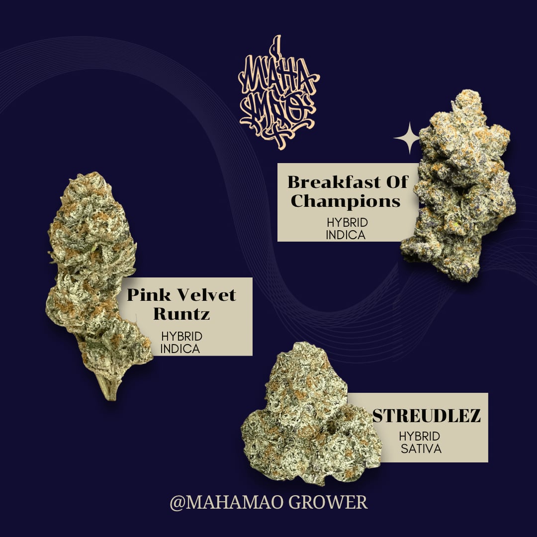 Dispensario de cannabis Mahamao Cannabis I Delivery Only en Nonthaburi logo