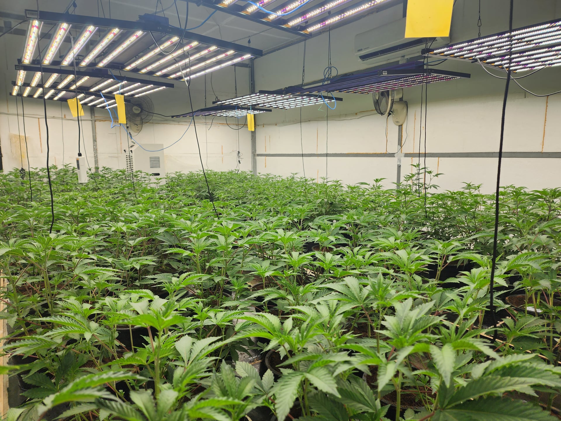 Fin's Cannabis