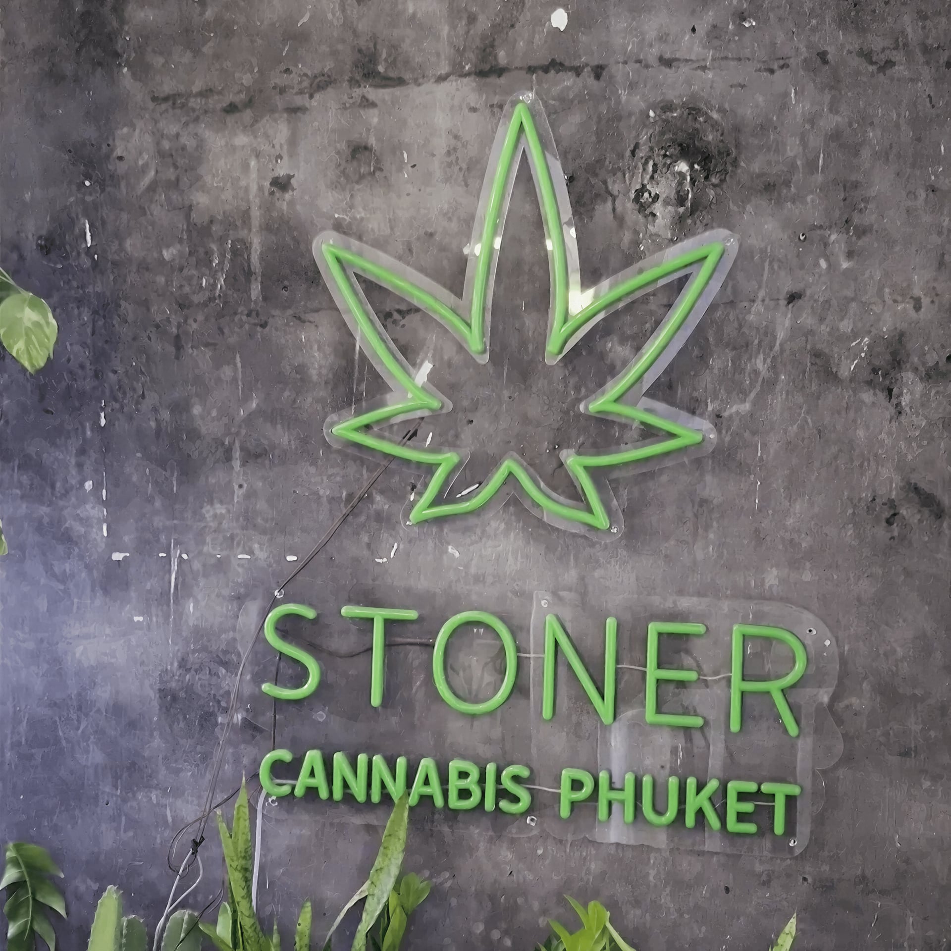 Cannabis Dispensary Stoner in Phuket logo