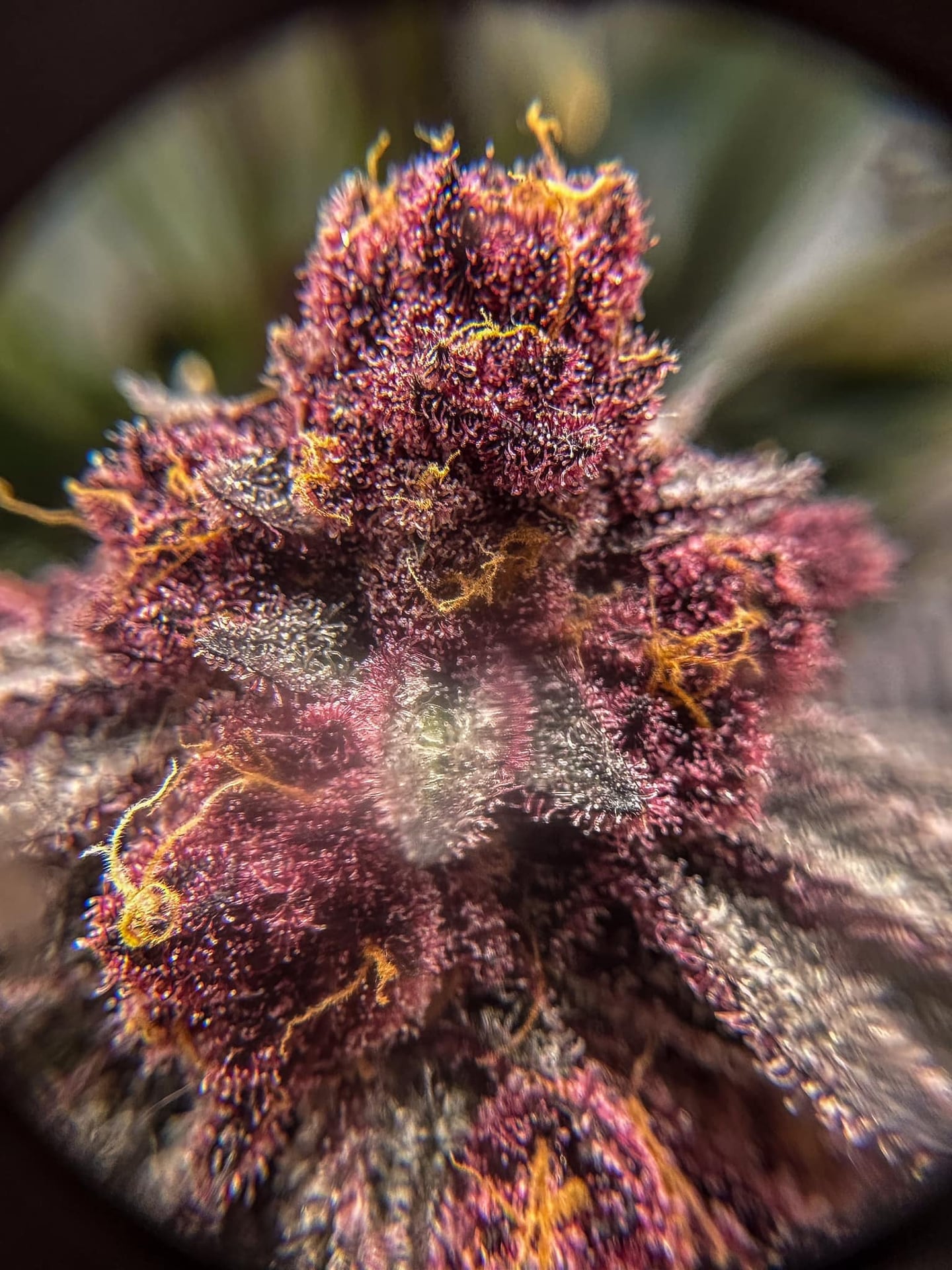 Sloth X Smile Organic Cannabis Farm