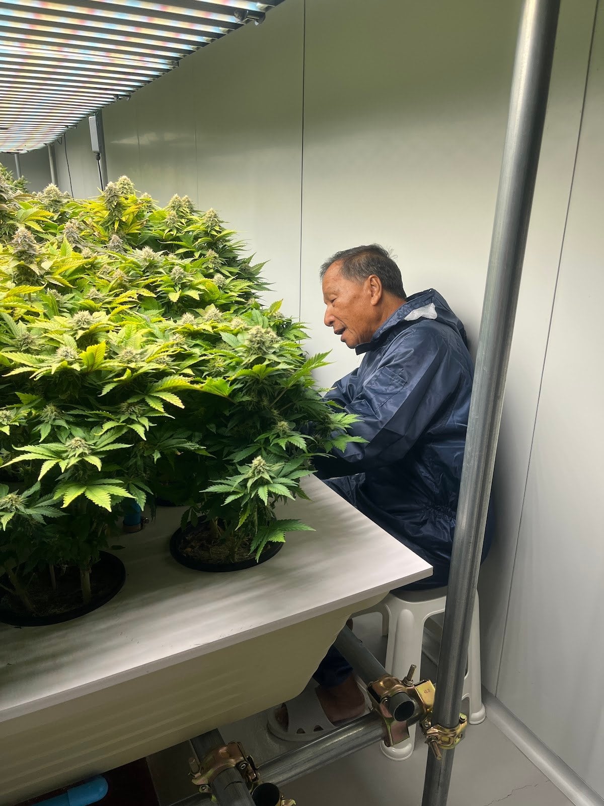 Hydroponic Cannabis Weed)