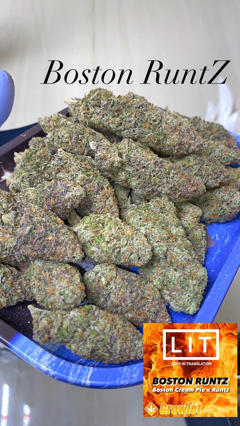 OG100% Weed Shop - By