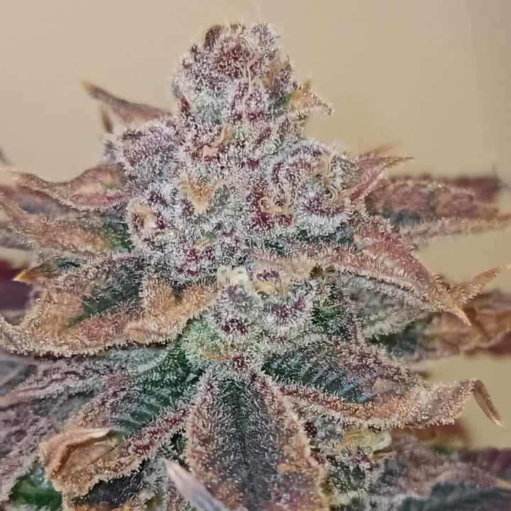 Buds Kraft Cannabis Co
