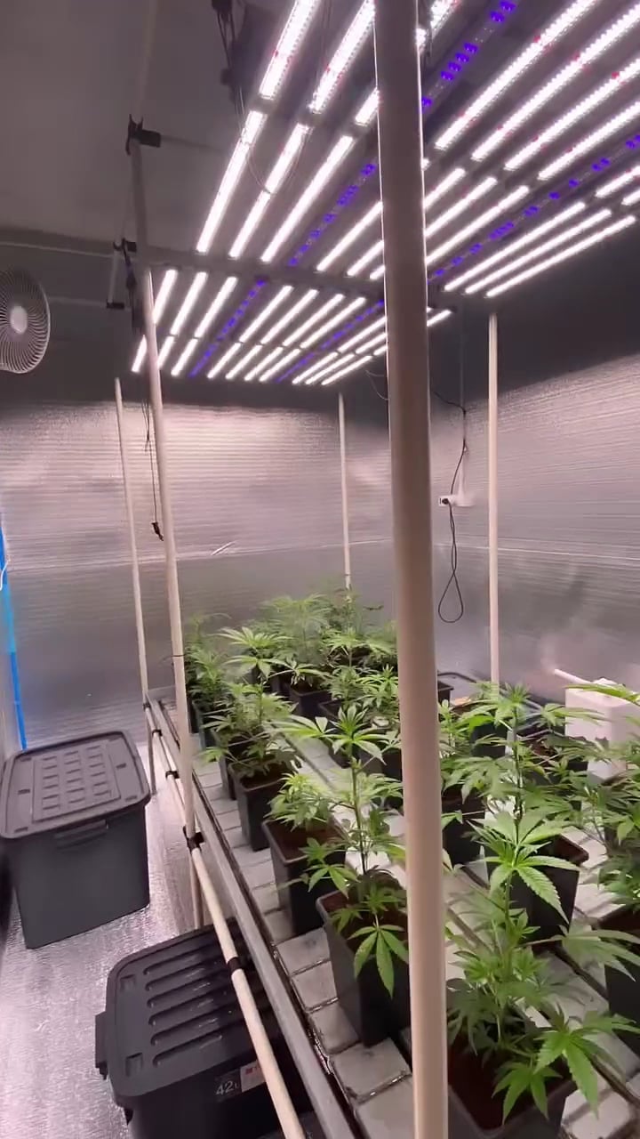 Sloth X Smile Organic Cannabis Farm
